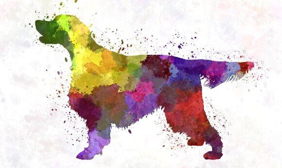 Gordon Setter in watercolor