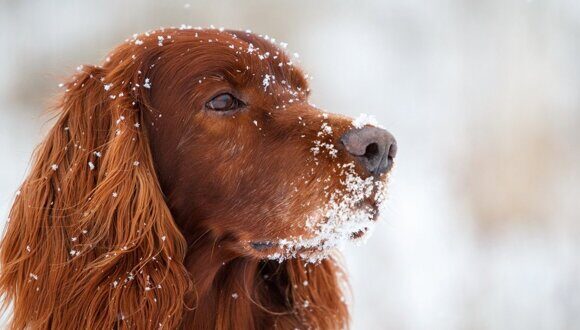 Red dog