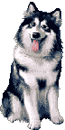 dogs-462
