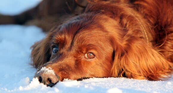 Dog lying in the snow